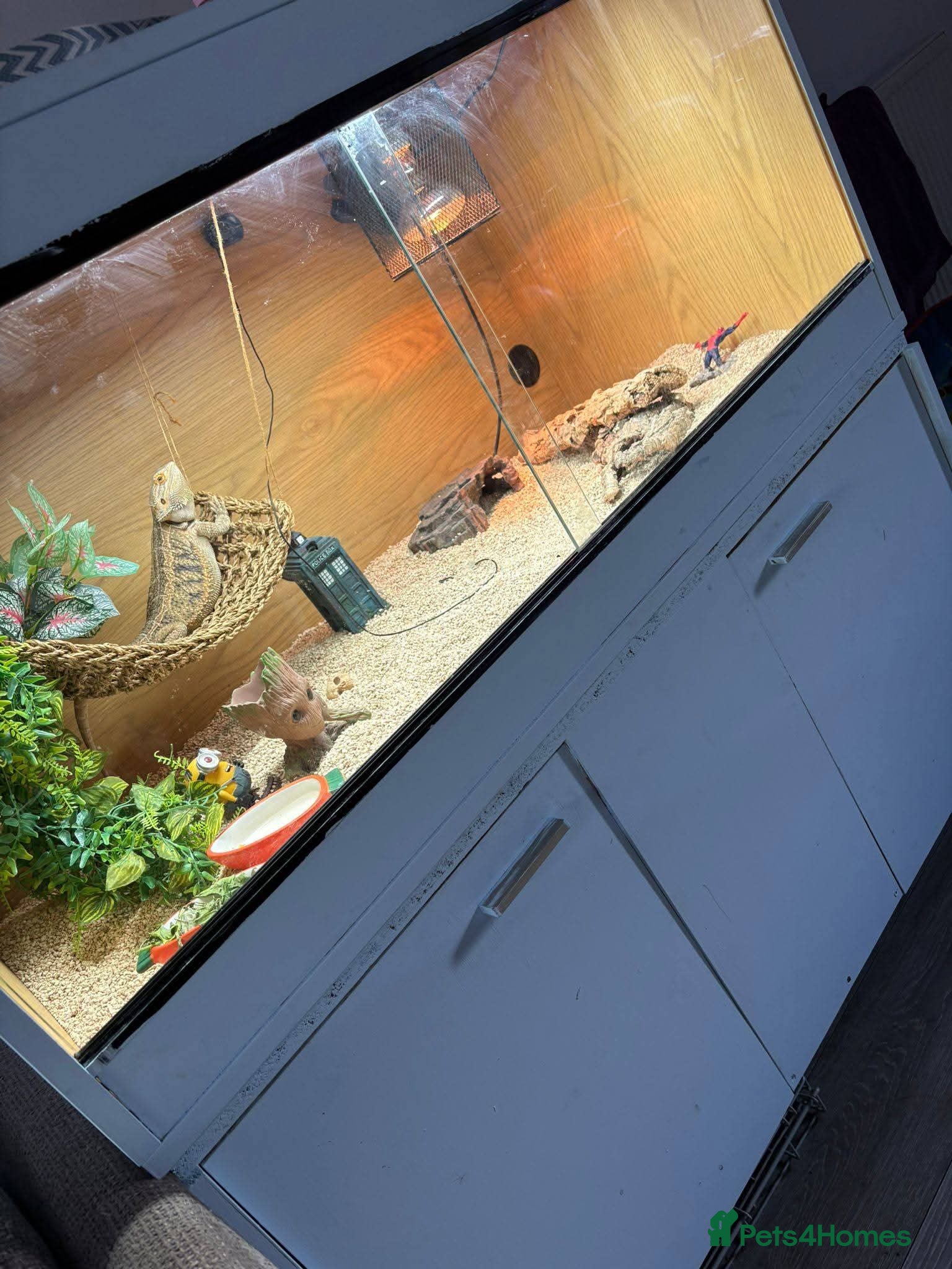Bearded Dragon reptiles Sunny the bearded dragon  - Advert 1