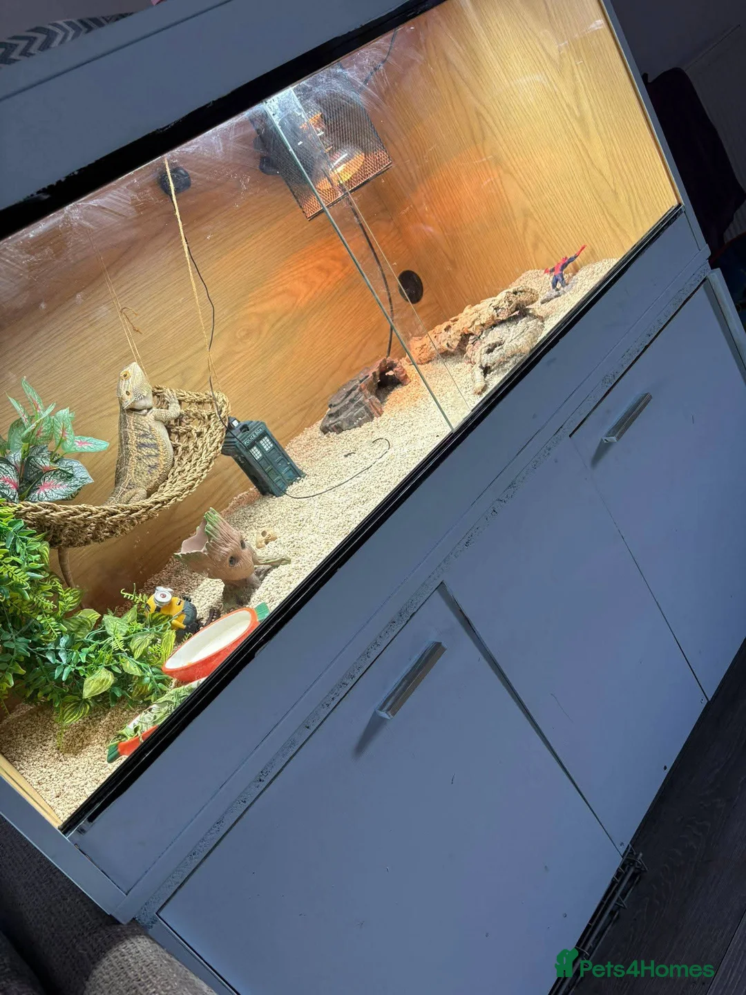 Bearded Dragon reptiles for sale: Sunny the bearded dragon  in Bedworth - Advert 1