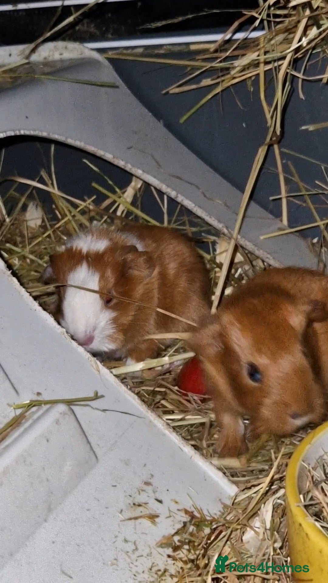 Guinea Pig rodents for sale: Two bond brothers ready on 11th feb 26 - Advert 14