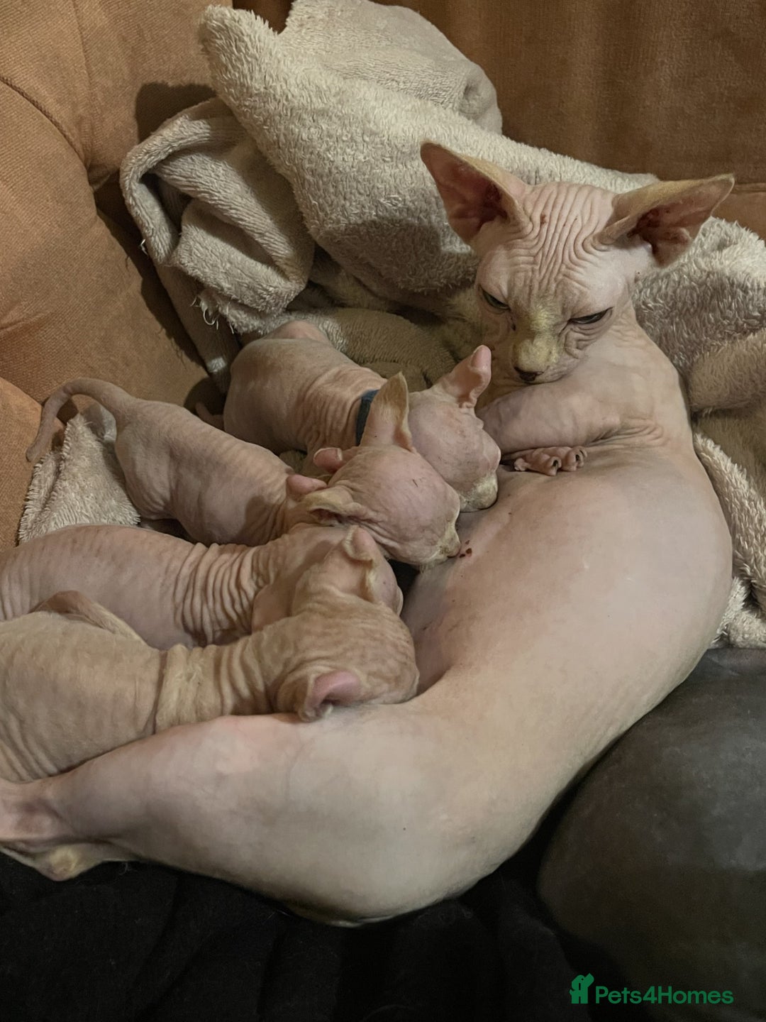 Sphynx cats for sale: Elf albino sphynx male kittens  - Advert 3