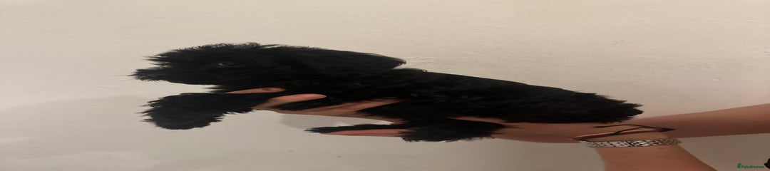 Yorkiepoo - Pink