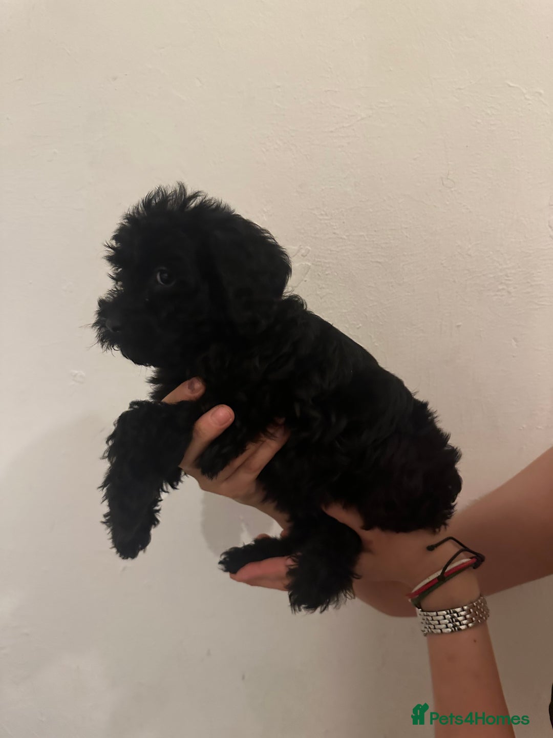 Yorkiepoo dogs for sale: 5 Beautiful F1 Yorkiepoo’s - Image 13