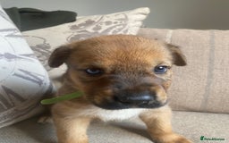 Mixed Breed dogs for sale: Cane corso X Alaskan malamute surprise litter  - Image 7