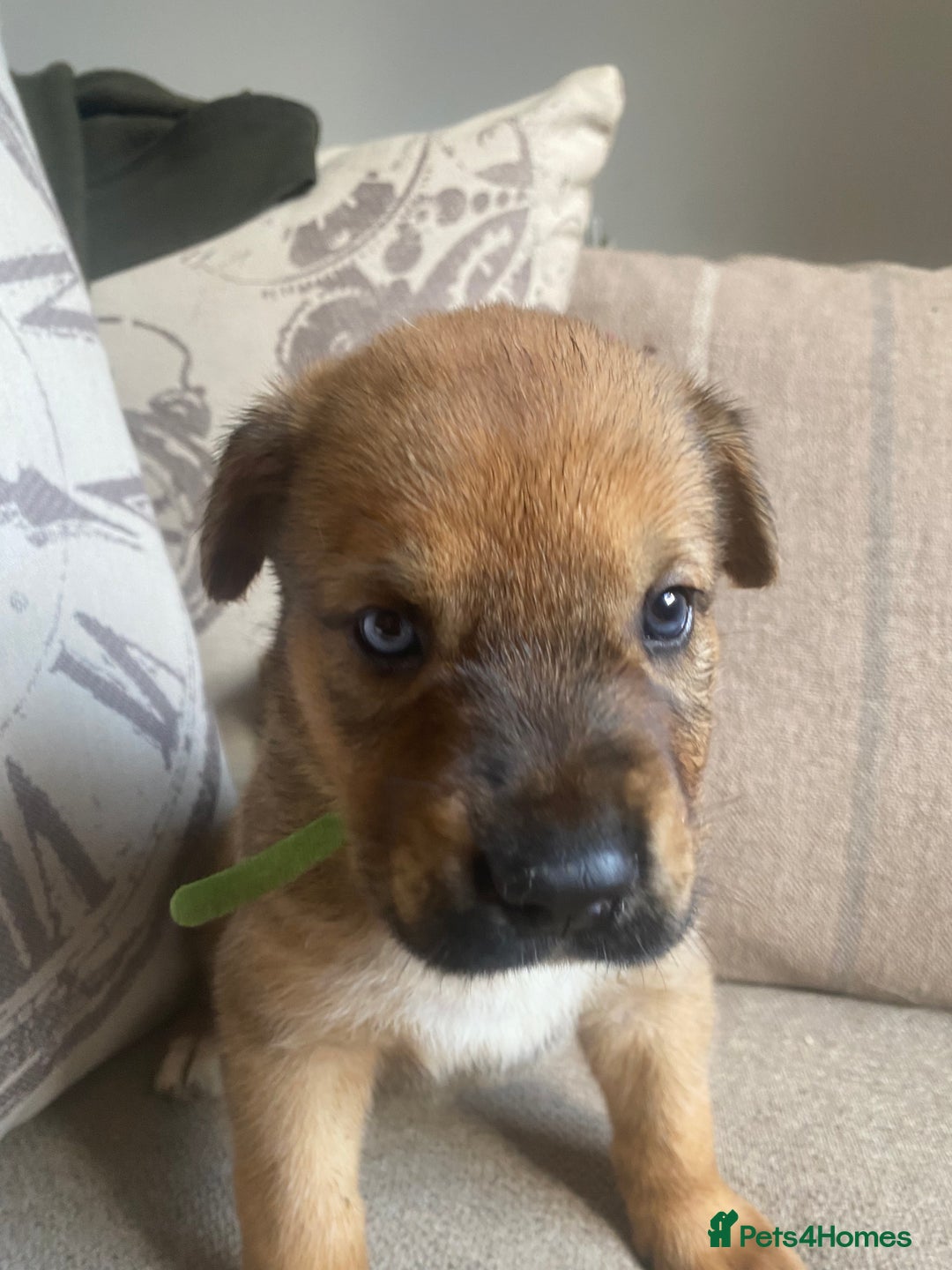 Mixed Breed dogs for sale: Cane corso X Alaskan malamute surprise litter  - Image 7