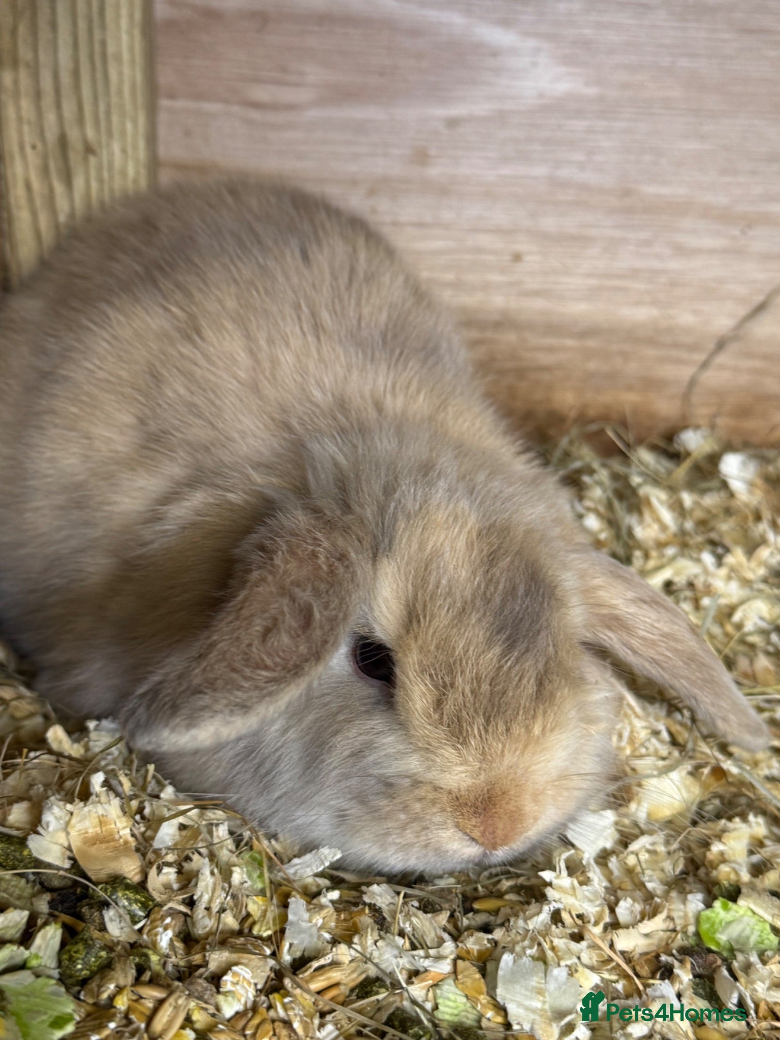 Mini Lop rabbits mini lop - Advert 1