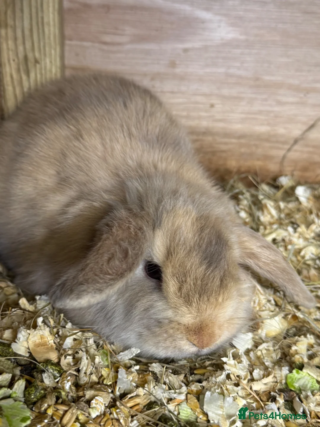 Mini Lop rabbits for sale: mini lop - Advert 1