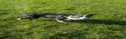 Border Collie dogs for sale: Ben lovely border collie dog - Advert 4