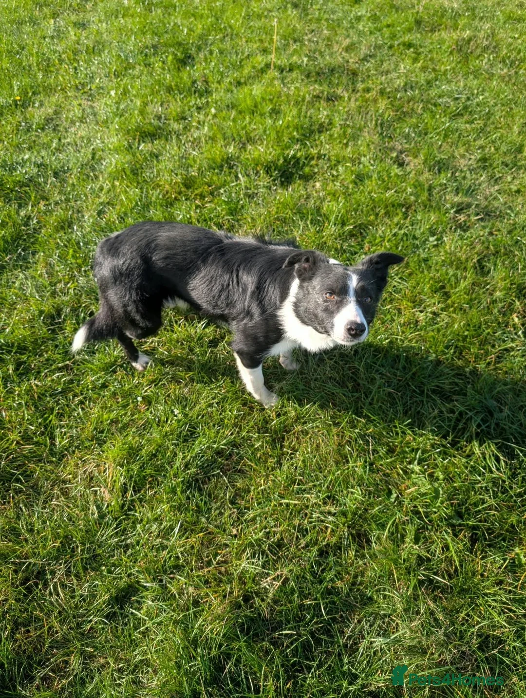 Border Collie dogs for sale: Ben lovely border collie dog - Advert 4