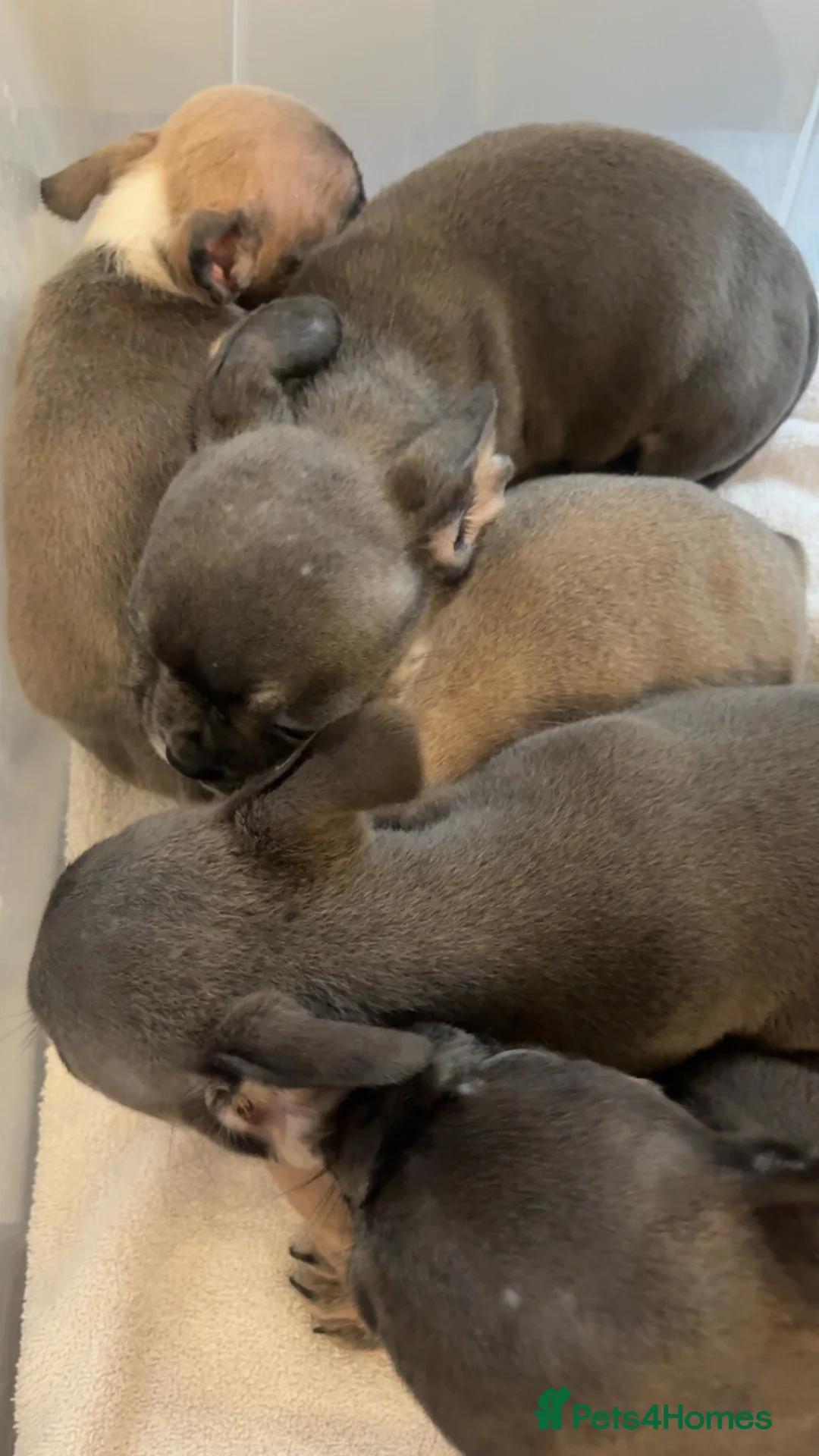 Mixed Breed dogs for sale: French bulldog x pocket bully pups  - Advert 6