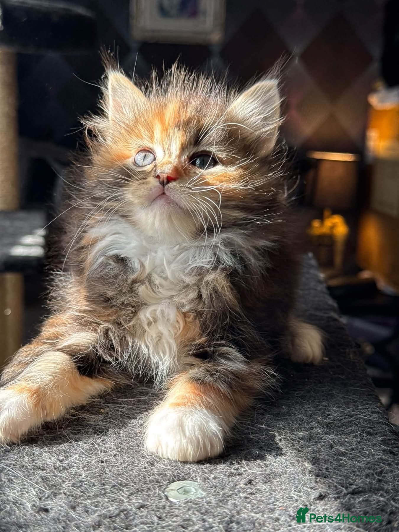 Ragdoll cats TICA Reg Rare Cherubim Ragdolls - Advert 1