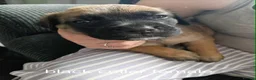 Mixed Breed dogs for sale: 5 girls 3 boys  - Advert 8