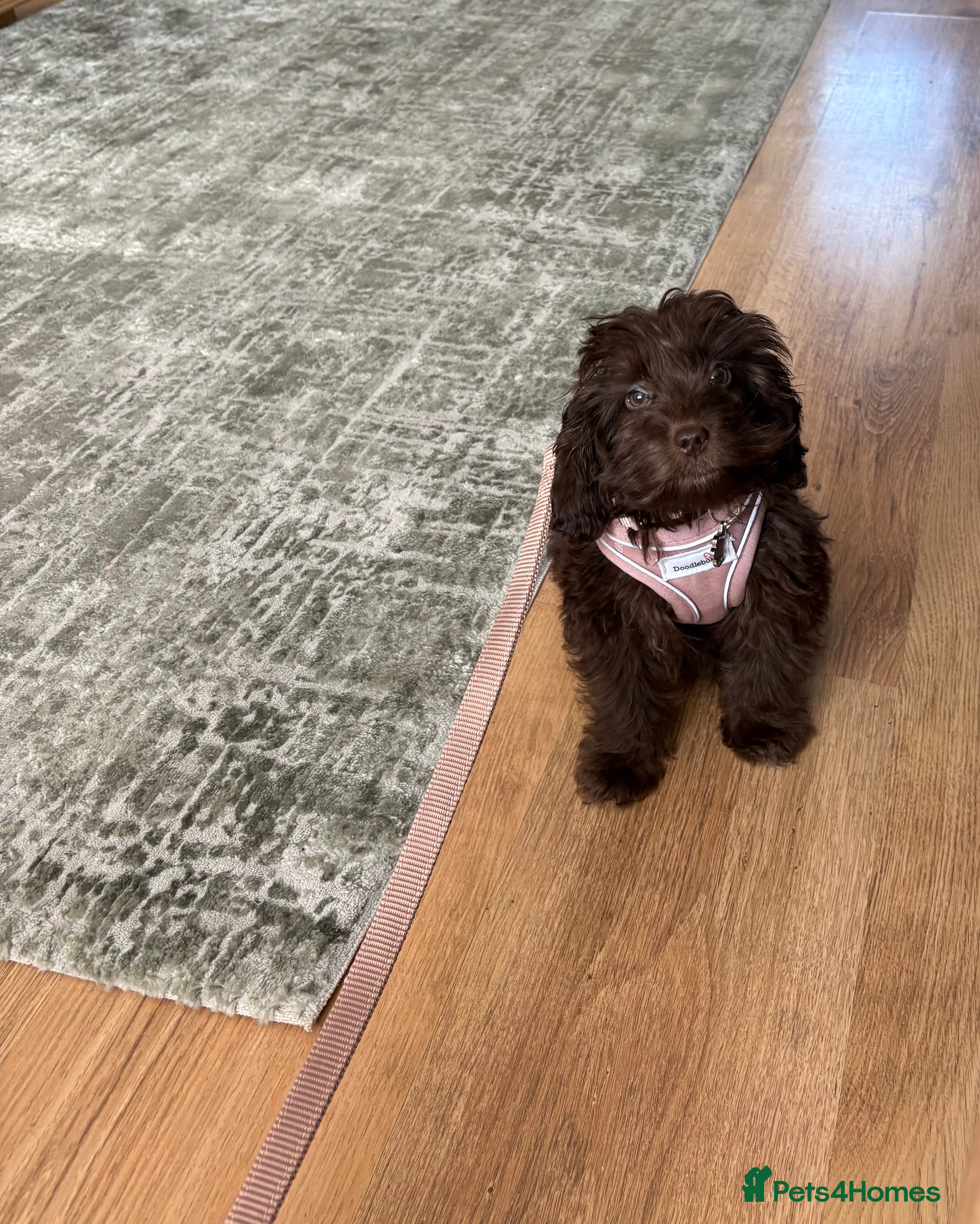 Cockapoo dogs Cockapoo Chocolate Female Puppy - Advert 5