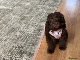 Cockapoo dogs Cockapoo Chocolate Female Puppy - Advert 7