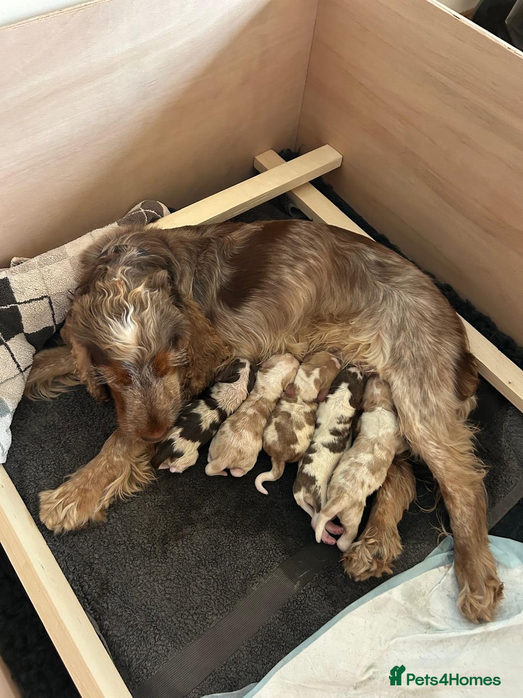 Cocker Spaniel dogs for stud: KC reg show cocker spaniel, proven health tested  - Advert 17