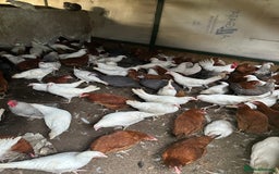 Chickens poultry for sale: Point of lay Pullets  - Image 4