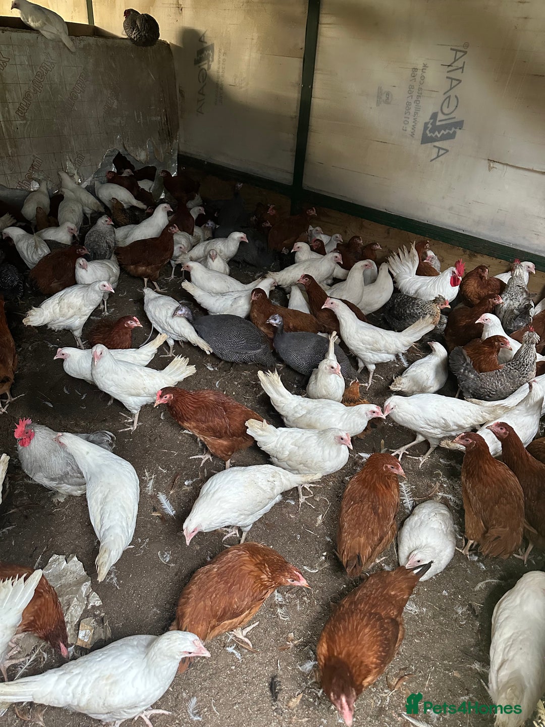 Chickens poultry for sale: Point of lay Pullets  - Image 4