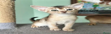 Abyssinian 3