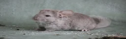 Chinchilla rodents for sale: HomoBeige Chinchilla Kit - Advert 3