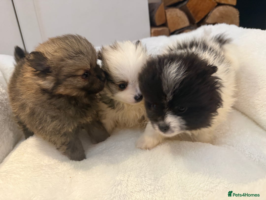 Pomeranian dogs for sale: Beautifully  **  fluffy Pomeranian puppies - Advert 1