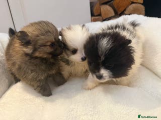Pomeranian dogs Beautifully ** fluffy Pomeranian puppies - Advert 2