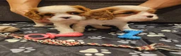 Cavalier King Charles Spaniel dogs for sale: * KC reg Cavalier King Charles Spaniel * - Advert 11