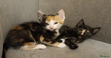 Bengal cats - Advert 1