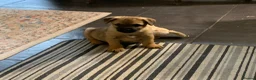 Border Terrier dogs for sale: BORDER TERRIER PUPPIES   - Advert 3