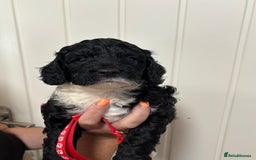 Cavapoo dogs for sale: ❤️ F1B CAVAPOOS 5* health checked ❤️ - Image 9