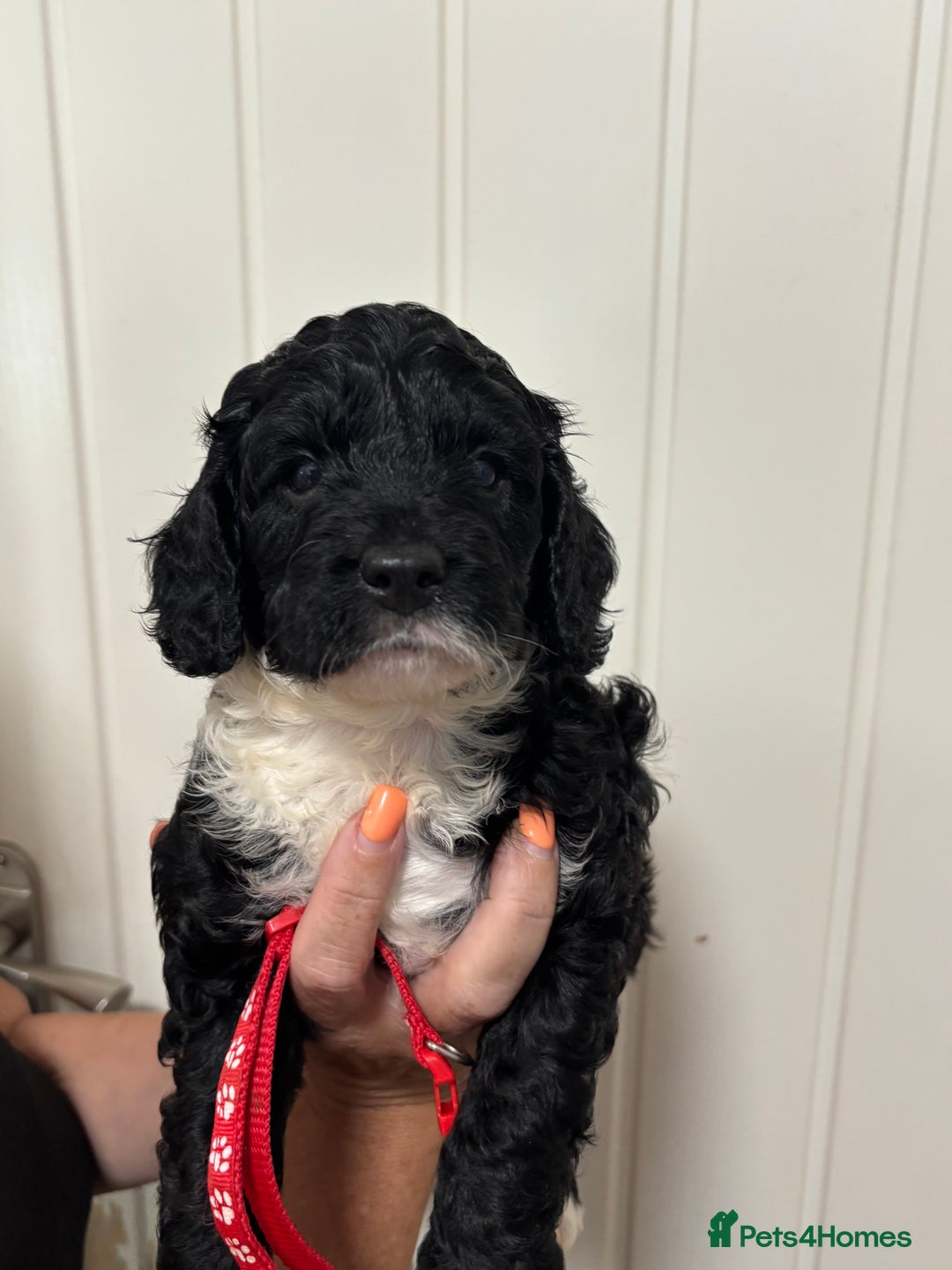 Cavapoo dogs for sale: ❤️ F1B CAVAPOOS 5* health checked ❤️ - Image 9