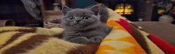 British Shorthair cats for sale: Adorable British Shorthairs. Ready 29/12. - Advert 3
