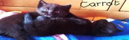British Shorthair cats for sale: Beautiful Long-Haired British Shorthair Cross  - Advert 10