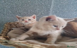 British Shorthair cats for sale: Beautiful BSH kittens from genetic tested parents - Image 7