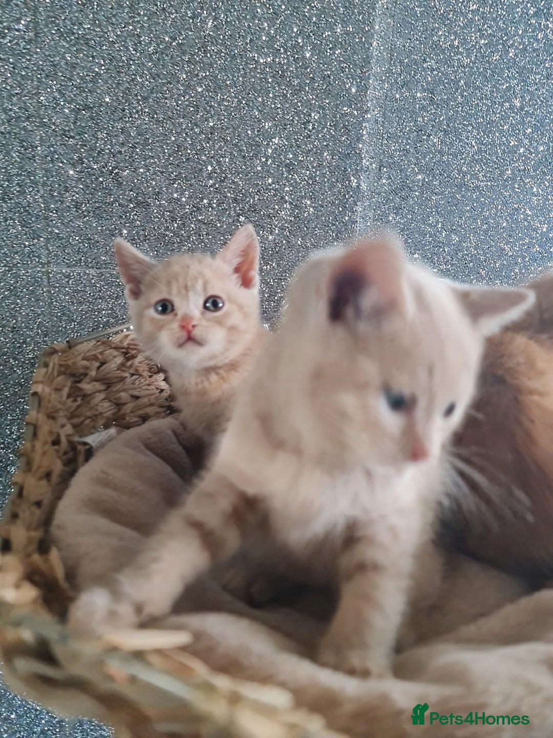 British Shorthair cats for sale: Beautiful BSH kittens from genetic tested parents - Image 7