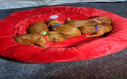 Cockapoo dogs for sale: Toy cockerpoo fox red puppy - Image 13