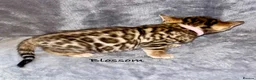 Bengal cats for sale: 🎬 Little Leopard Diaries | TICA Bengal Kittens 🌟 - Advert 15