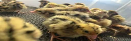 Quail poultry for sale: Coturnix Qauil  - Advert 2