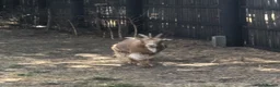 Goats livestock for sale: Two Golden Guernsey Goats in Wolverhampton - Advert 2