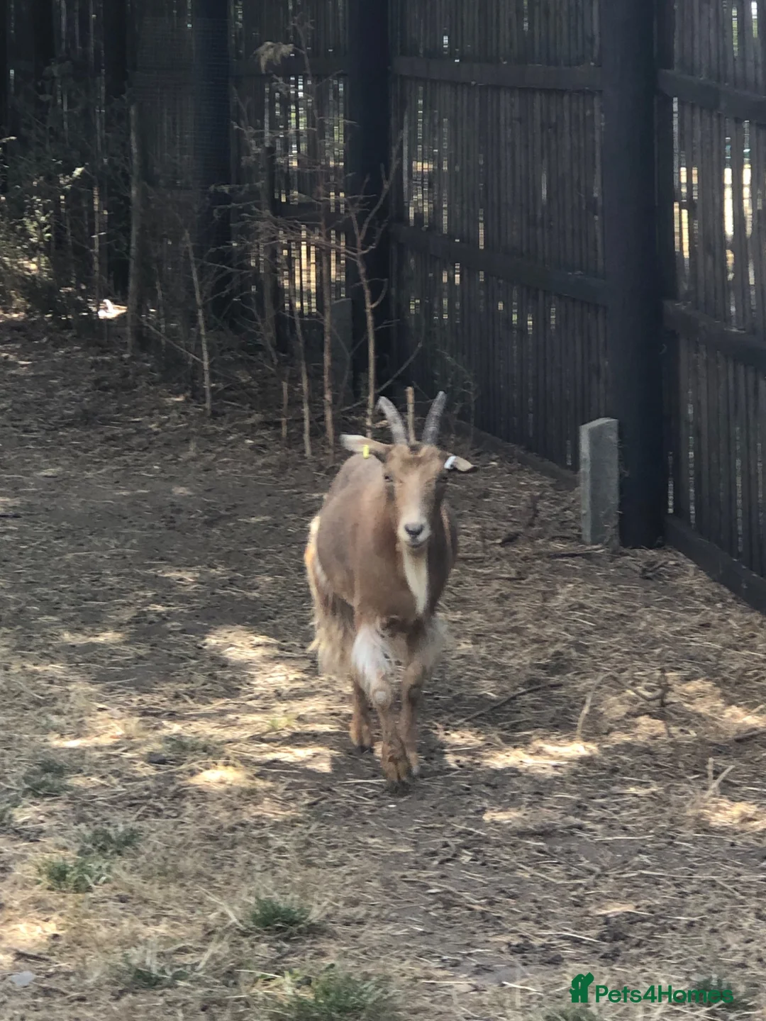 Goats livestock for sale: Two Golden Guernsey Goats in Wolverhampton - Advert 2