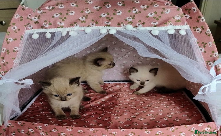 Ragdoll cats - Advert 15