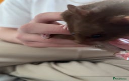 Hamster rodents for sale: Syrian hamster for rehoming  - Image 4