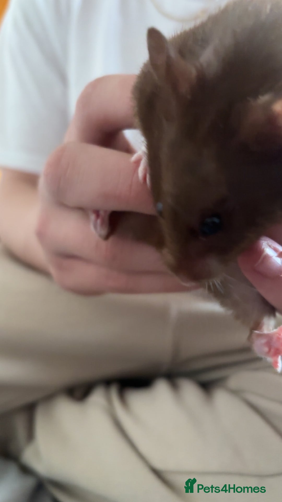 Hamster rodents for sale: Syrian hamster for rehoming  - Image 4
