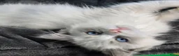 Ragdoll cats for sale: Amazing Ragdoll Babies  in Hartlepool - Advert 5