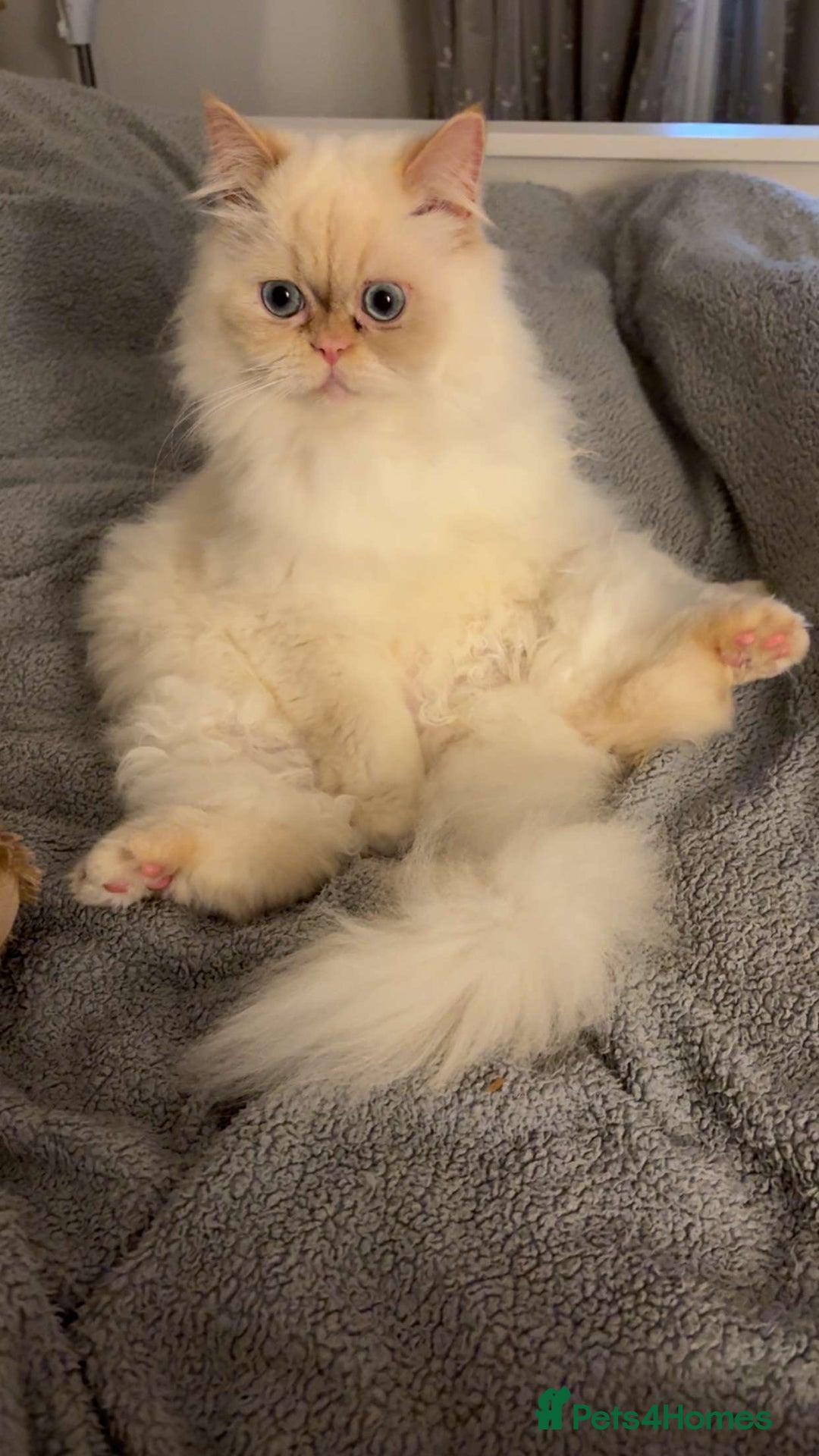 Persian cats for sale: White Persian male  - Image 3