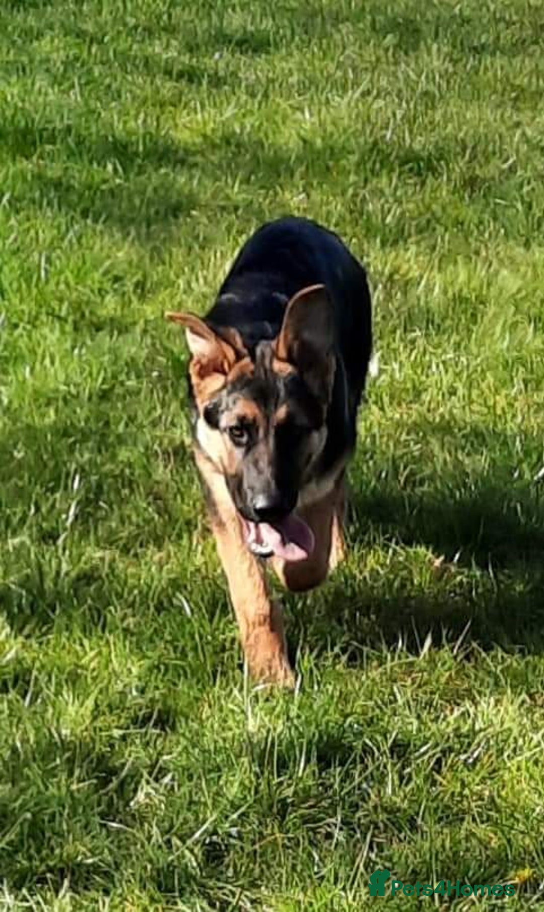 German Shepherd dogs for sale: Stunning Black & Gold kc.reg girl, health tested - Image 10