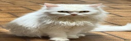 Mixed Breed cats for sale: White Persian mixed breed  - Advert 2