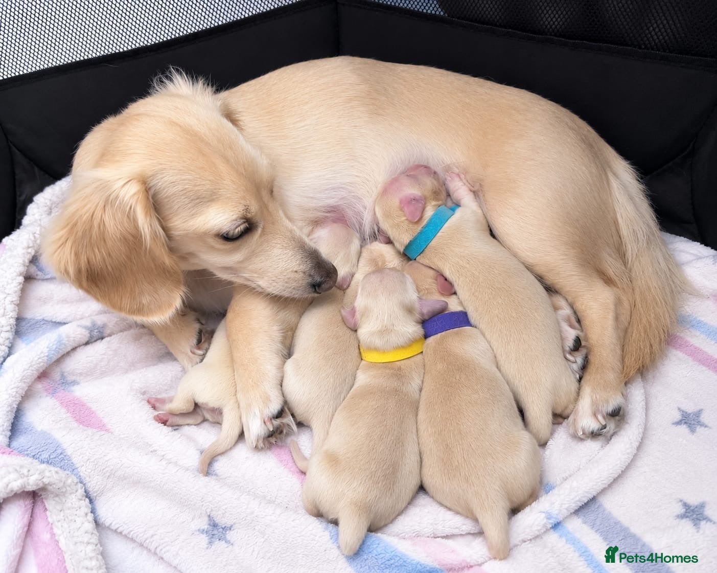 Miniature Dachshund dogs KC Reg Long haired cream miniature dachshund - Advert 8