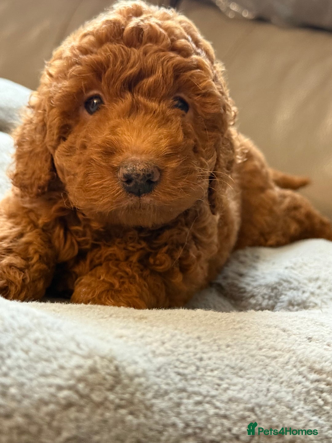 Cockapoo dogs for sale: STUNNING TOP-QUALITY COCKAPOO PUPPIES RARE COLOURS - Advert 16