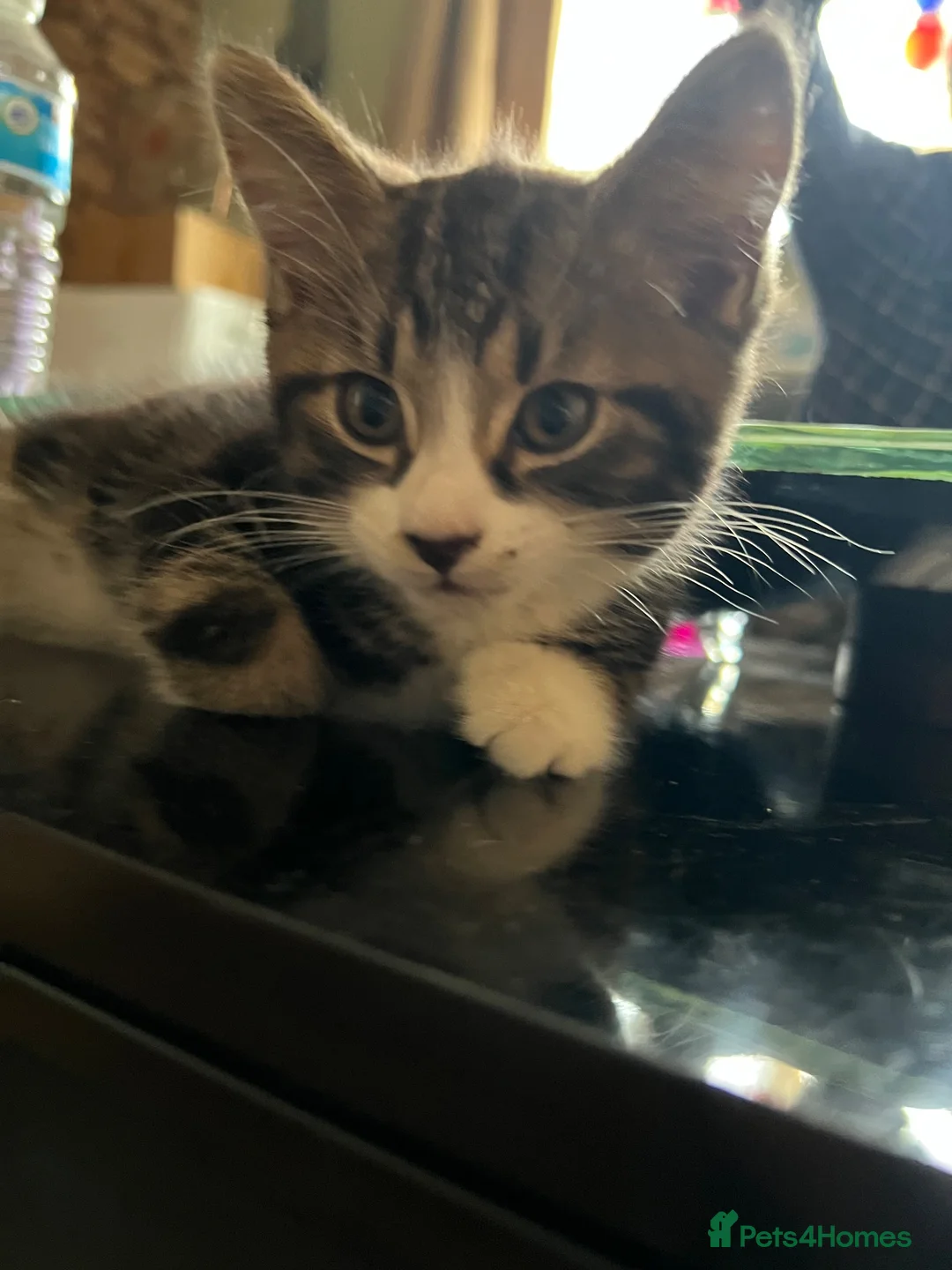 Mixed Breed cats for sale: Cute and playful  - Advert 2