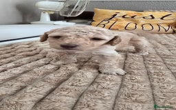 Standard Poodle dogs for sale: 7 Standard poodles for sale including 2 merle - Image 11