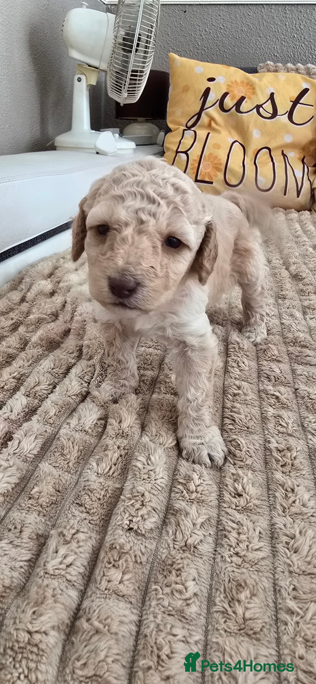 Standard Poodle dogs for sale: 7 Standard poodles for sale including 2 merle - Image 11